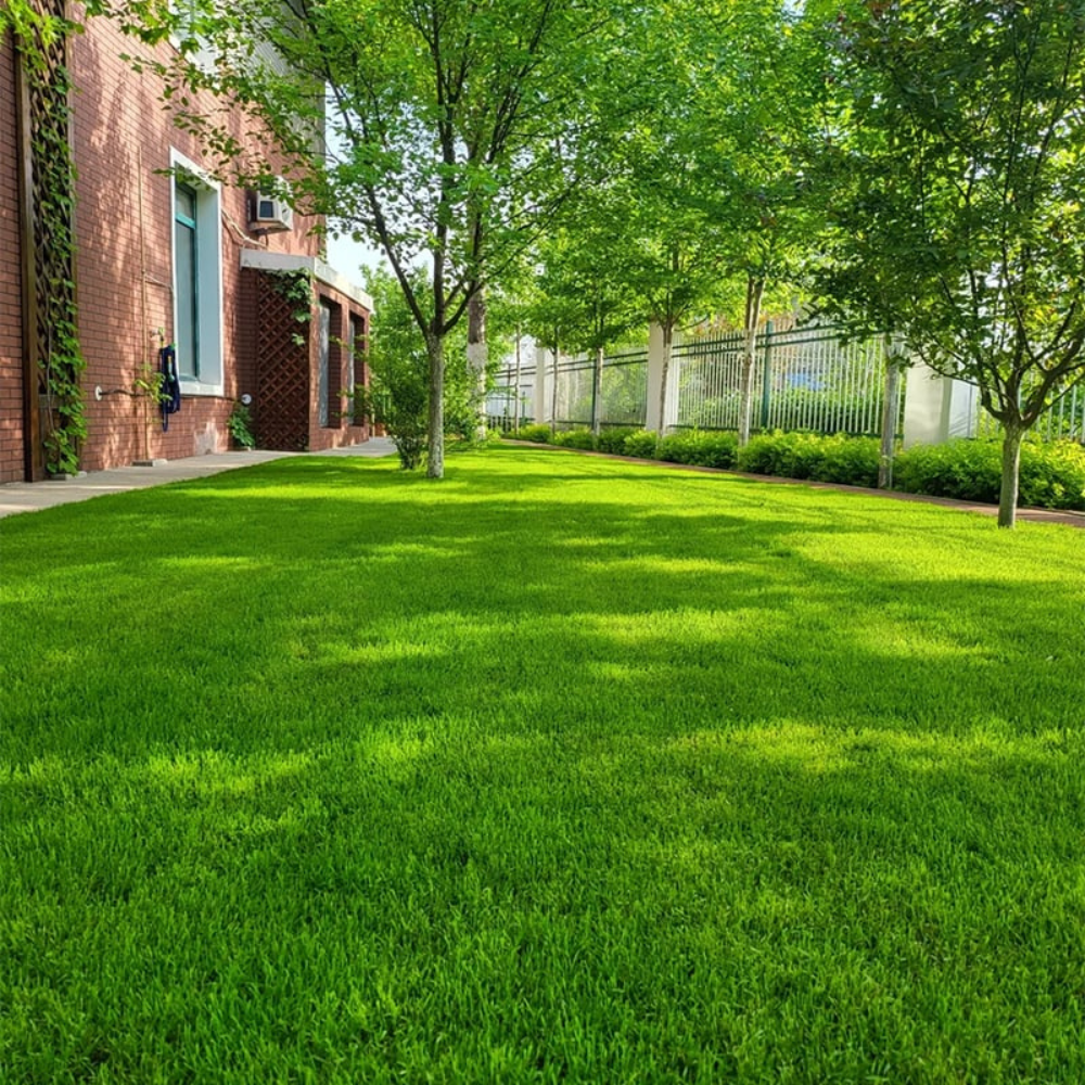 Semillas de Césped Ryegrass Perenne de Rápido Crecimiento