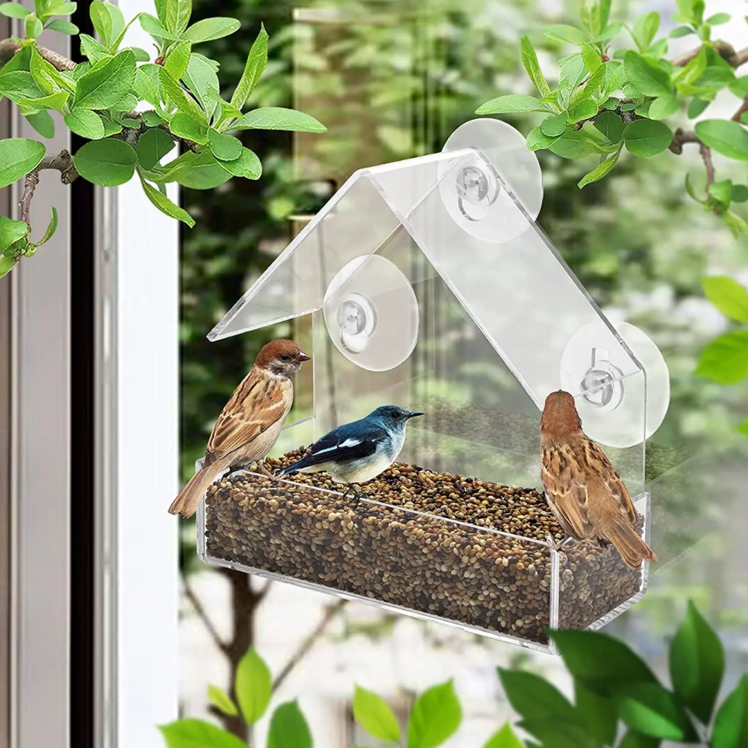 Comedero para Pájaros de Ventana con Ventosa - Muy Moderna Uruguay