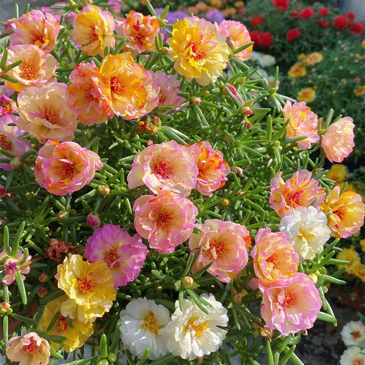 Semillas de Flor de Portulaca Multicolor – ¡Un estallido de color para tu jardín! 🌸