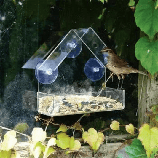Comedero para Pájaros de Ventana con Ventosa - Muy Moderna Uruguay