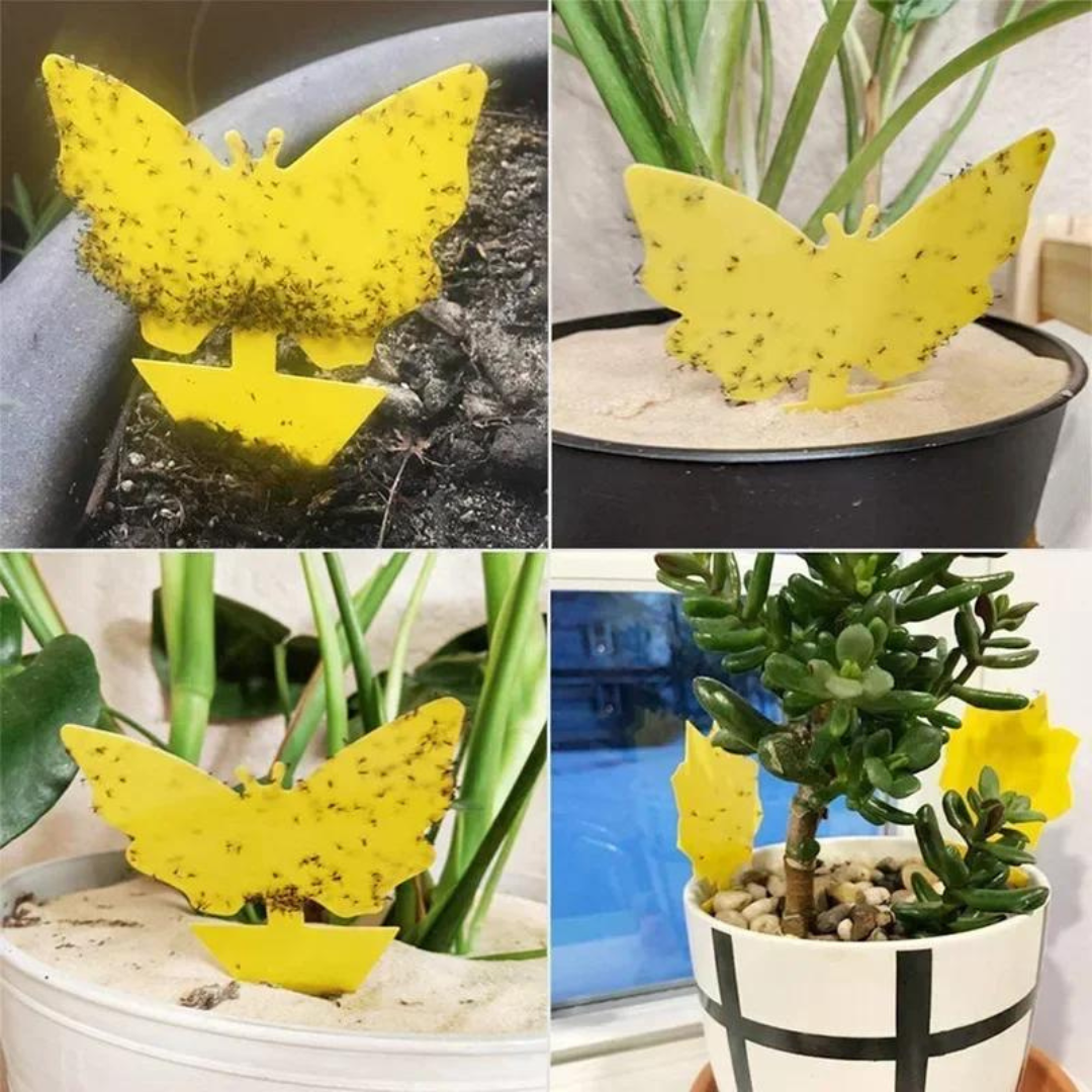 Set de 20 Trampas Adhesivas Anti Insectos para Plantas