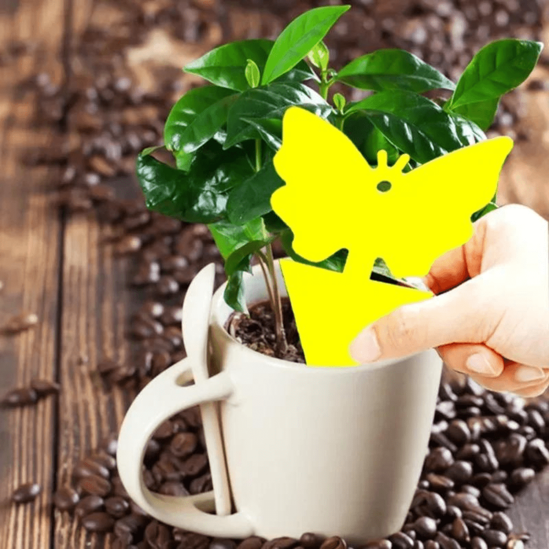 Set de 20 Trampas Adhesivas Anti Insectos para Plantas - Muy Moderna Uruguay