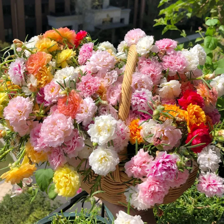 Semillas de Flor de Portulaca Multicolor – ¡Un estallido de color para tu jardín! 🌸