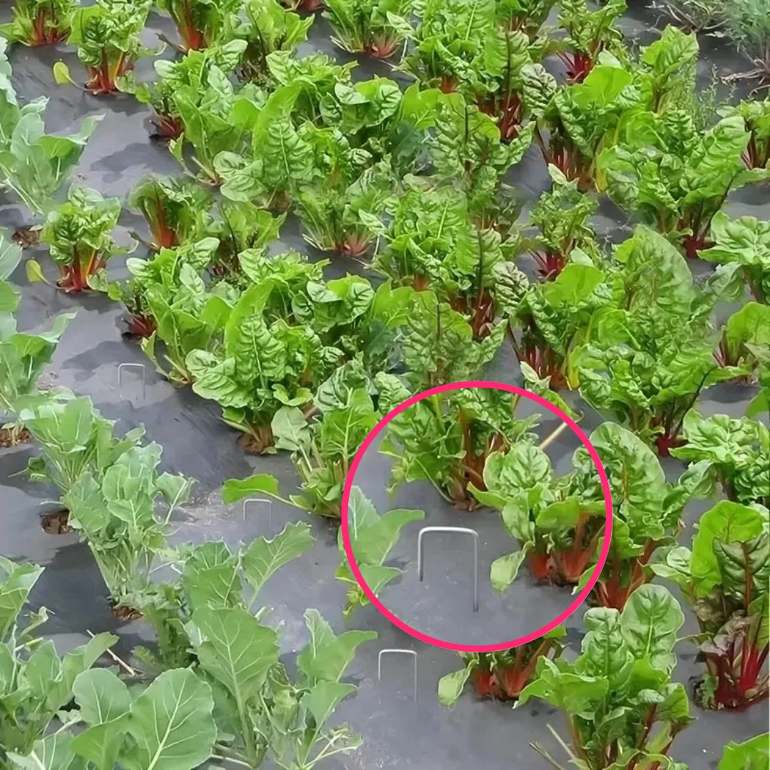 Pack De 100 Grampas Estacas Galvanizadas Para Tejido Y Jardín - Muy Moderna Uruguay