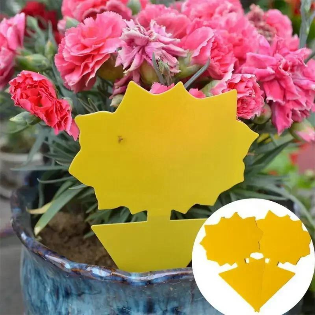Set de 20 Trampas Adhesivas Anti Insectos para Plantas