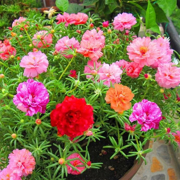 Semillas de Flor de Portulaca Multicolor – ¡Un estallido de color para tu jardín! 🌸