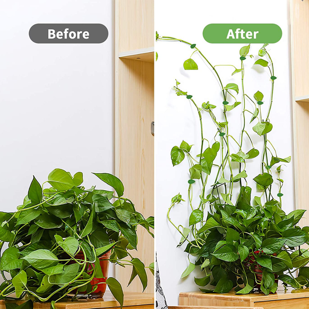 Set de 10 Clips Adhesivos Guia para Plantas