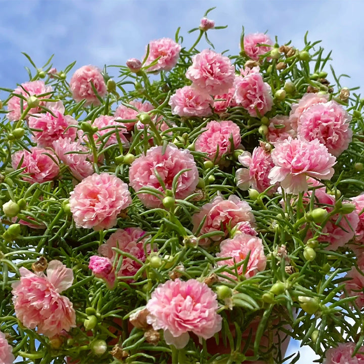 Semillas de Flor de Portulaca Multicolor – ¡Un estallido de color para tu jardín! 🌸