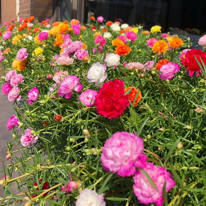 Semillas de Flor de Portulaca Multicolor – ¡Un estallido de color para tu jardín! 🌸