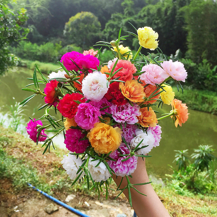 Semillas de Flor de Portulaca Multicolor – ¡Un estallido de color para tu jardín! 🌸