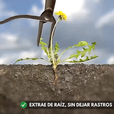 Cabezal Extractor De Malezas De Pie 4 Garras