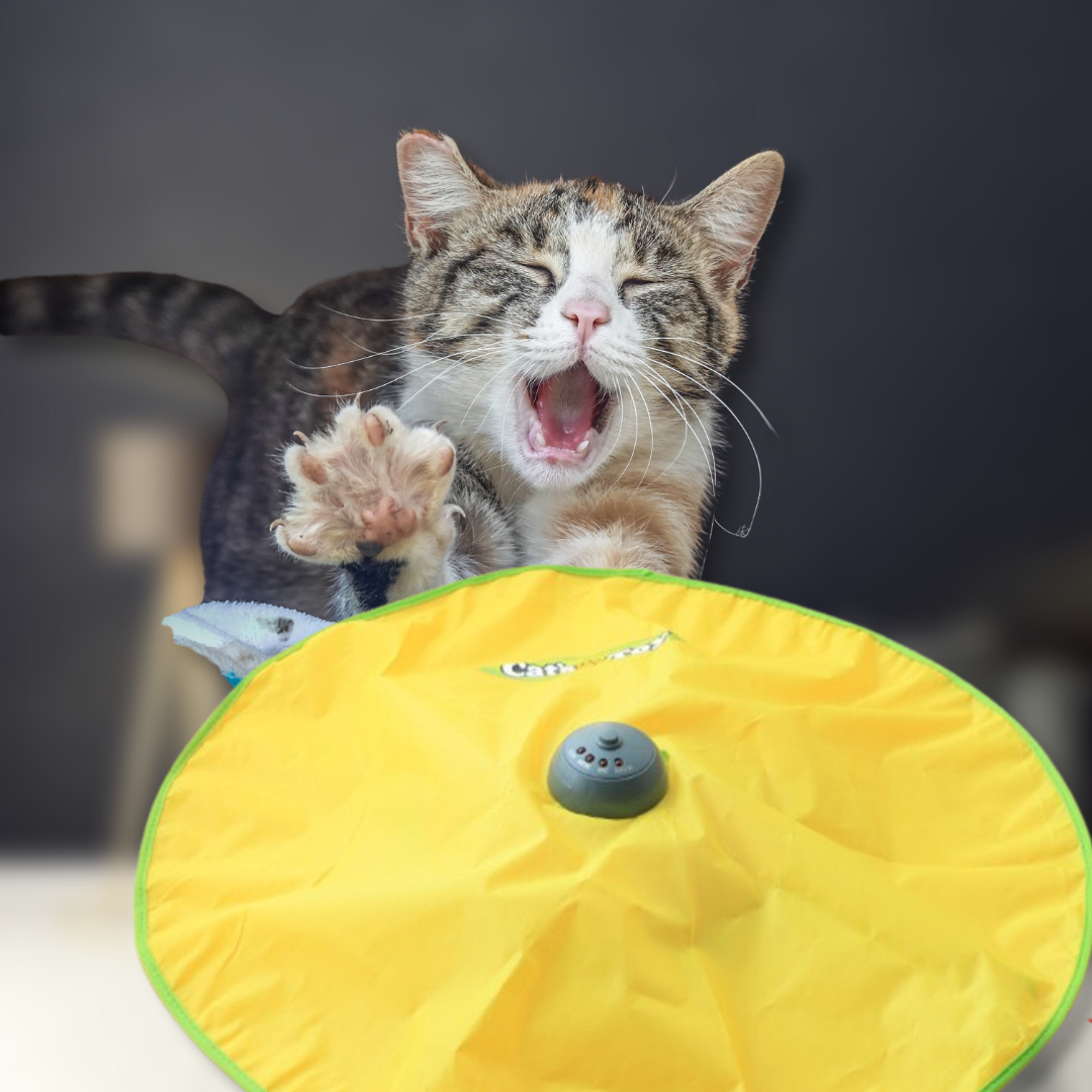 Juguete de Varita Automática para Gatos