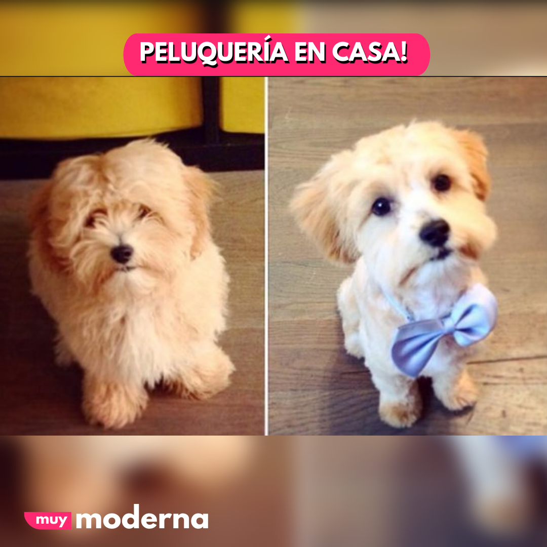 Cortadora Pet Grooming para Mascotas