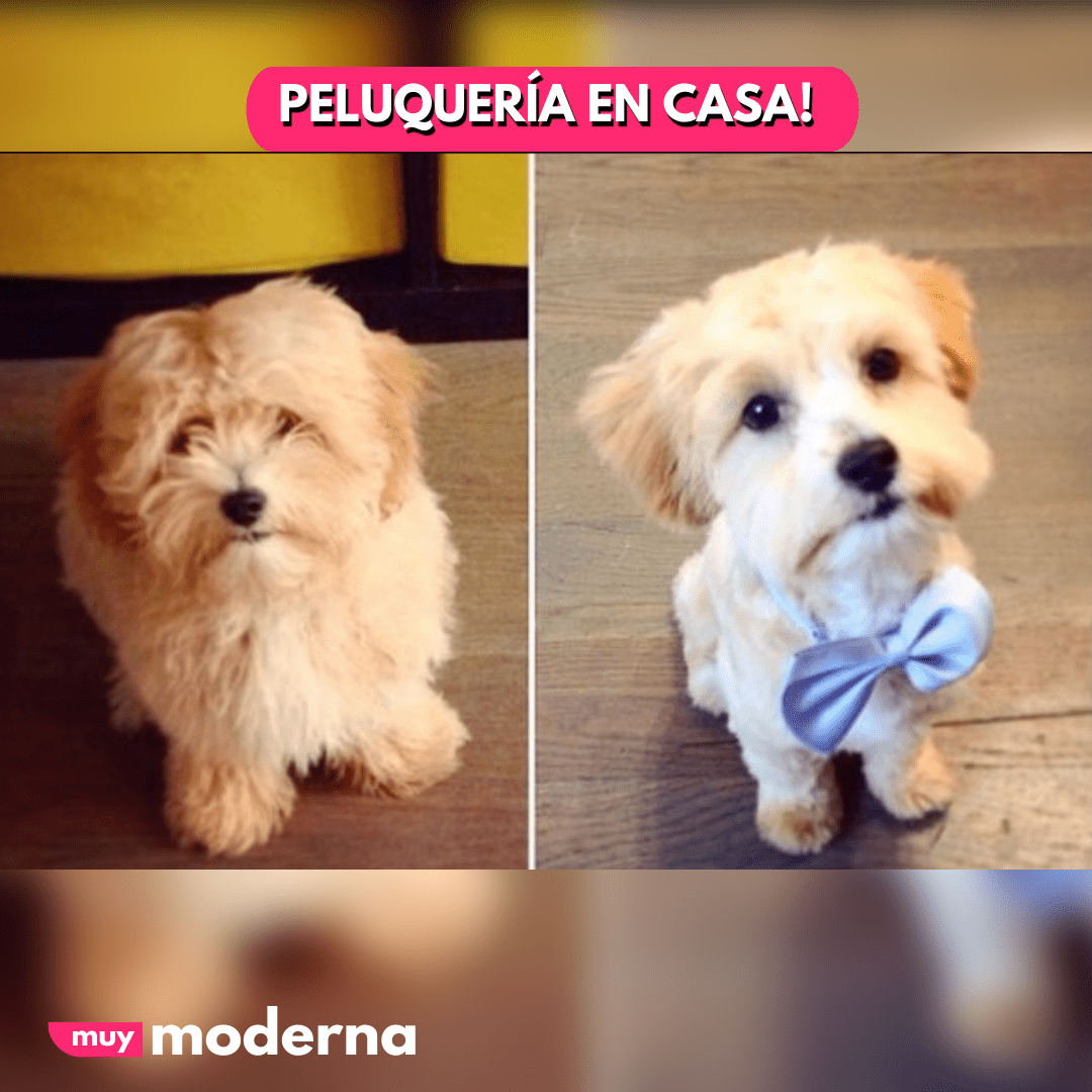 Cortadora Pet Grooming para Mascotas - Muy Moderna Uruguay
