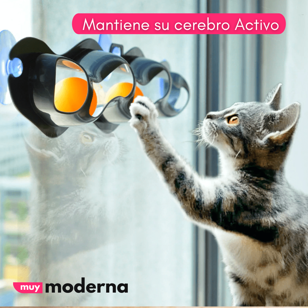 Juguete para Gatos Track N Roll