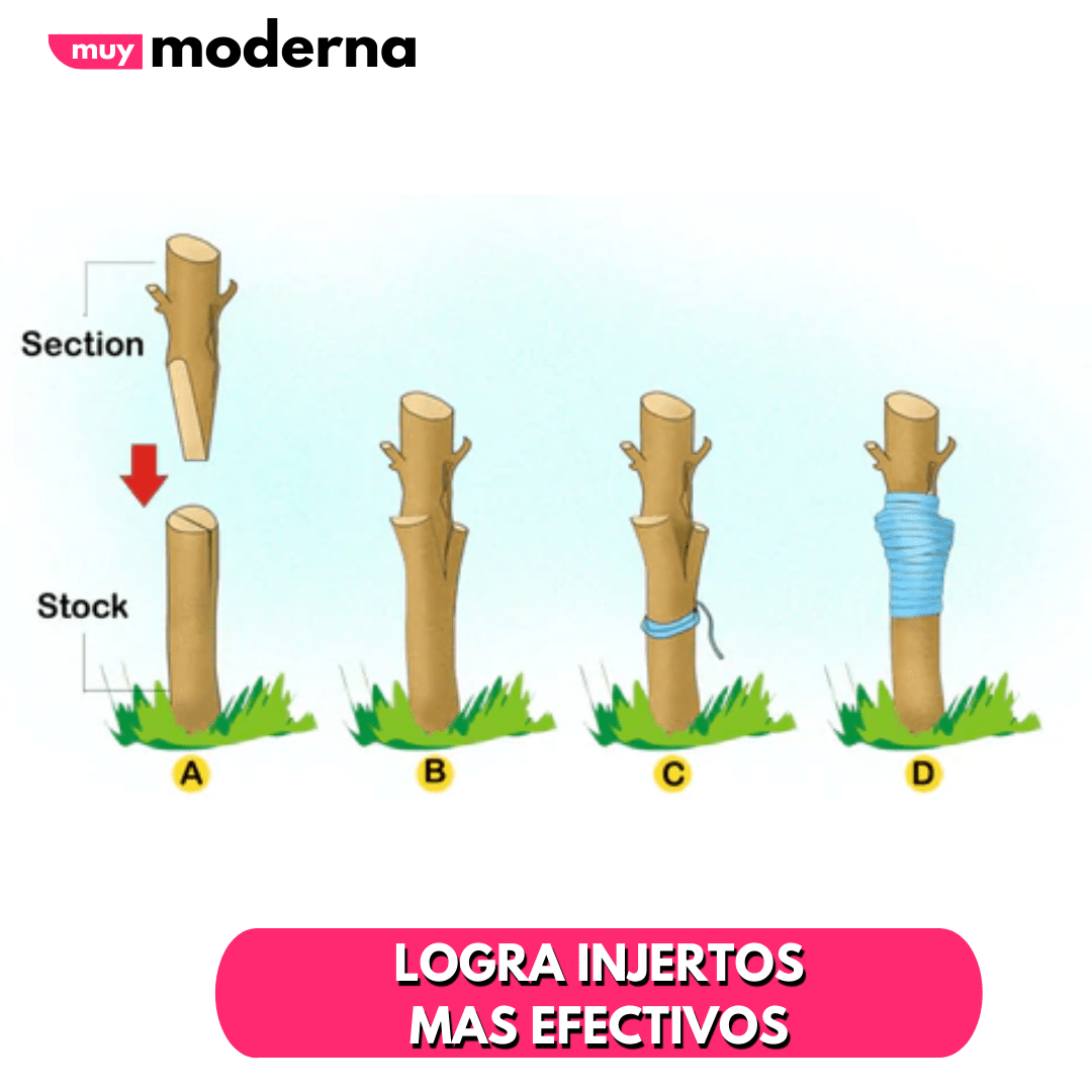 Herramienta Para Injertos - ¡Mayor efectividad! - Muy Moderna Uruguay