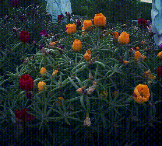 Semillas de Flor de Portulaca Multicolor – ¡Un estallido de color para – Muy Moderna Uruguay